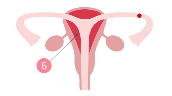 5：子宮内膜がふかふかにあつくなる