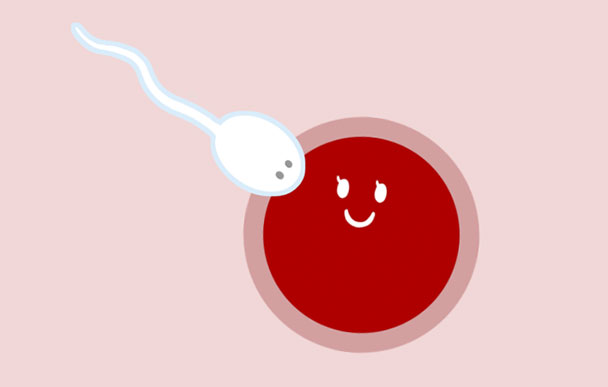 6：精子と卵子が結ばれて受精卵に