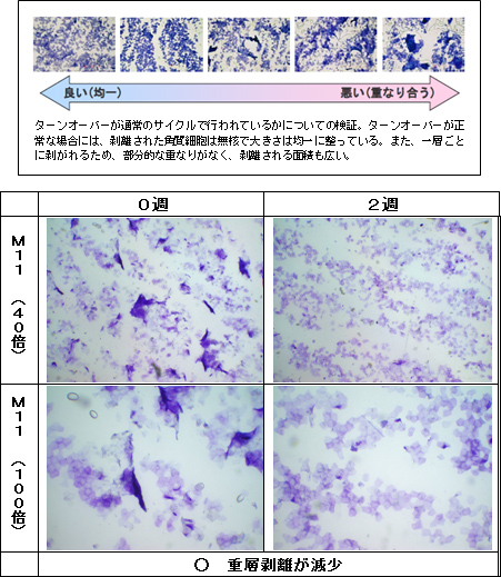 初期角質細胞の重層剥離が見られる被験者の改善例