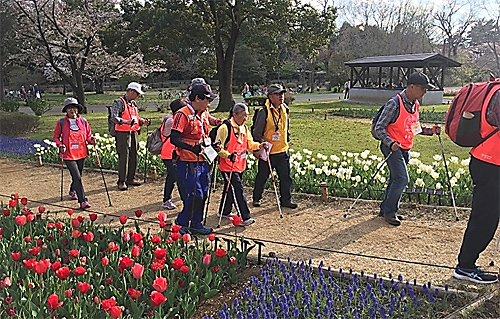 【春の桜やチューリップを楽しみながら歩く様子】