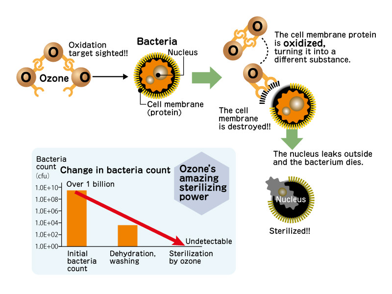 illust: How ozone kills bacteria?