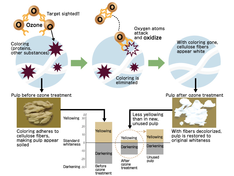 illust: How ozone bleaches?