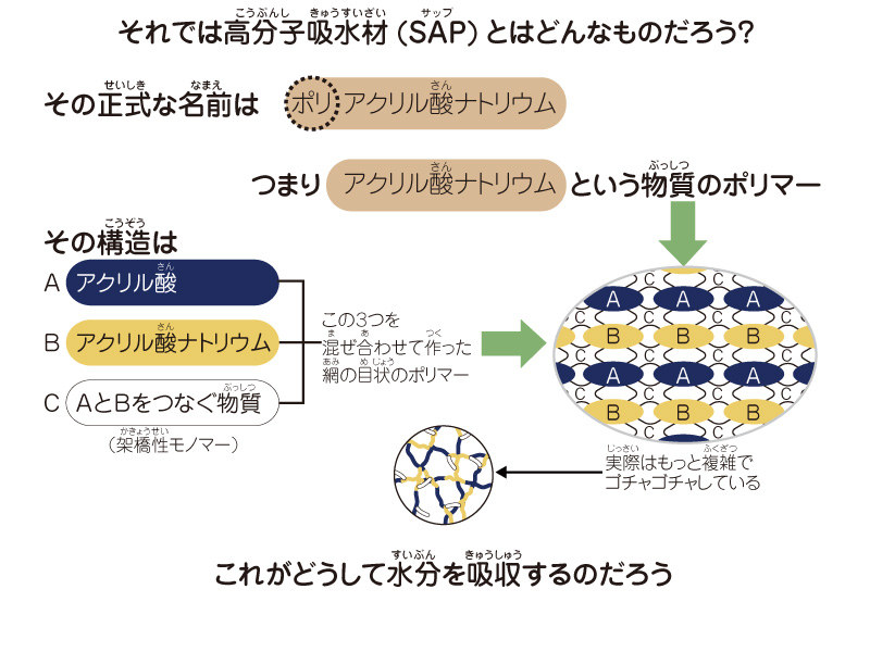 図解：高分子吸水材（SAP）とはどんなものだろう